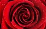 Large Rose Photo Wallpaper (5) #19