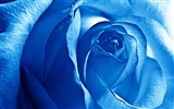 Large Rose Photo Wallpaper (5) #20