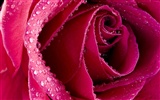 Large Rose Photo Wallpaper (6) #1