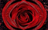 Large Rose Photo Wallpaper (6) #2