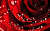 Large Rose Photo Wallpaper (6) #3