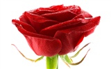 Large Rose Photo Wallpaper (6) #6