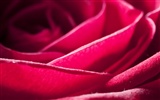 Large Rose Wallpaper Foto (6) #10