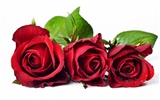 Large Rose Photo Wallpaper (6) #13