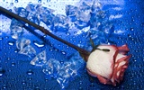 Large Rose Photo Wallpaper (6) #14