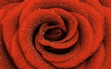 Large Rose Wallpaper Foto (6) #16