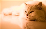 Widescreen Wallpapers Collection animale (12) #17