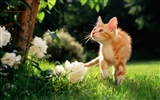 Animal Widescreen Wallpapers Collection (12) #20