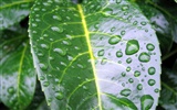 Fleurs vert feuille papier peint close-up (1)