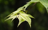 Fleurs vert feuille papier peint close-up (1) #6