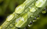 Fleurs vert feuille papier peint close-up (2) #5