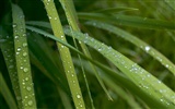 Fleurs vert feuille papier peint close-up (3) #14