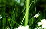 Flowers green leaf close-up wallpaper (3) #17