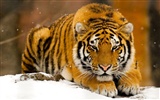 Animal Widescreen Wallpapers Collection (13)