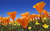 Widescreen-Wallpaper Blumen close-up (13) #4