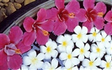 Widescreen wallpaper flowers close-up (13) #10