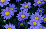 Widescreen-Wallpaper Blumen close-up (13) #11