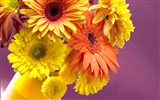 Widescreen wallpaper flowers close-up (13) #16