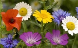 Widescreen wallpaper flowers close-up (13) #18