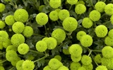 Widescreen-Wallpaper Blumen close-up (13) #20