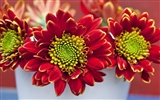 Widescreen-Wallpaper Blumen close-up (14)