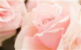 Widescreen-Wallpaper Blumen close-up (14) #10