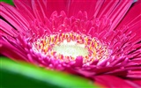 Widescreen-Wallpaper Blumen close-up (15)