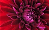 Widescreen wallpaper flowers close-up (15) #7