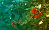 fleurs fond d'écran Widescreen close-up (15) #9