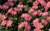 Widescreen-Wallpaper Blumen close-up (15) #17