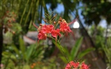 fleurs fond d'écran Widescreen close-up (15) #18