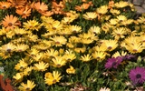 Widescreen-Wallpaper Blumen close-up (15) #20