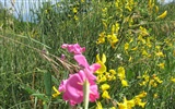 fleurs fond d'écran Widescreen close-up (17) #4