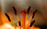 Widescreen wallpaper flowers close-up (18) #2