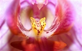 Widescreen-Wallpaper Blumen close-up (18) #5