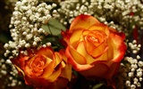 Widescreen wallpaper flowers close-up (18) #14