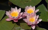 Water Lily 睡莲 高清壁纸1