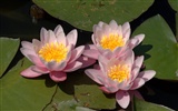 Water Lily 睡蓮 高清壁紙 #1