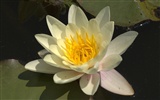 Water Lily wallpaper HD #3