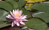 Water Lily HD papel tapiz #4