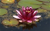 Water Lily HD papel tapiz #5