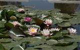 Water Lily HD papel tapiz #7