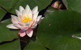 Water Lily HD wallpaper #8