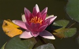 Water Lily HD Wallpaper #9