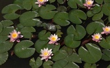 Water Lily HD wallpaper #10