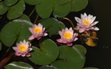 Water Lily HD papel tapiz #11