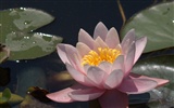 Water Lily HD papel tapiz #12