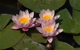 Water Lily HD papel tapiz #14