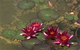 Water Lily HD papel tapiz #17