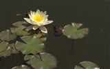 Water Lily HD papel tapiz #19